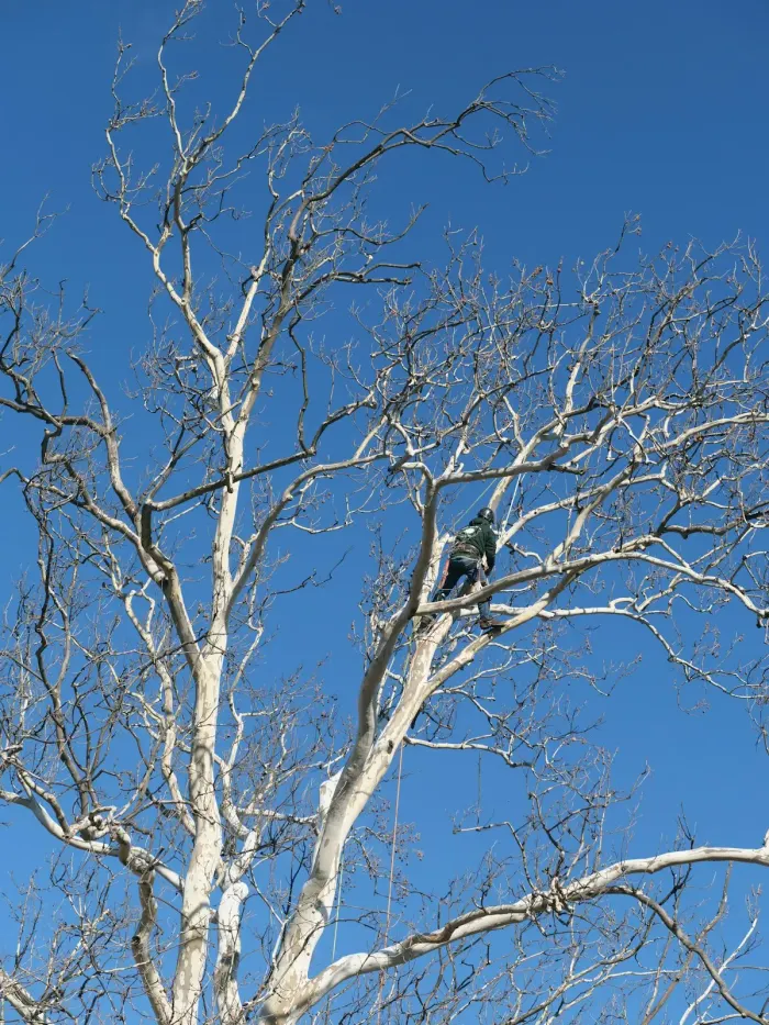 L'équipe GH Élagage en intervention